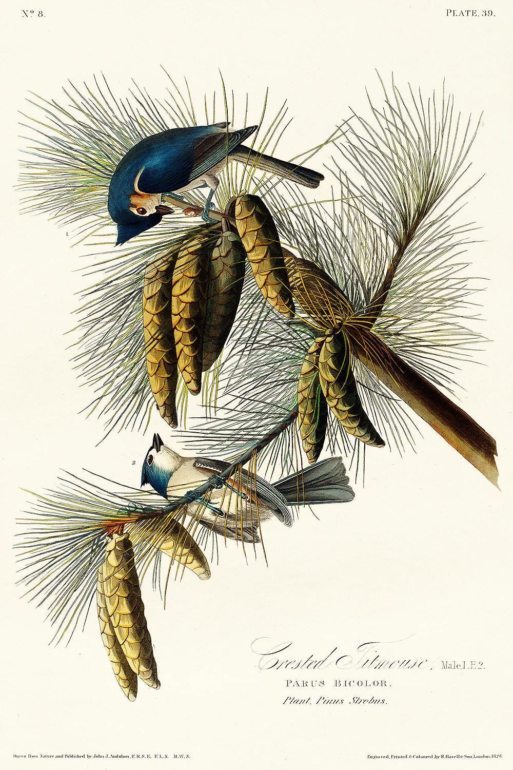 Crested Titmouse by John J. Audubon