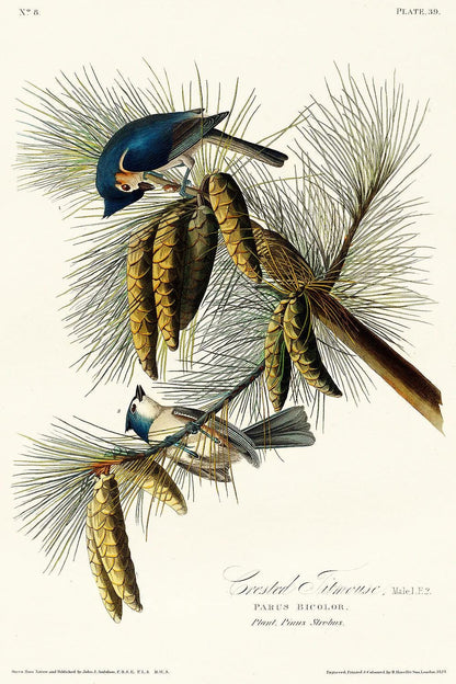 Crested Titmouse by John J. Audubon