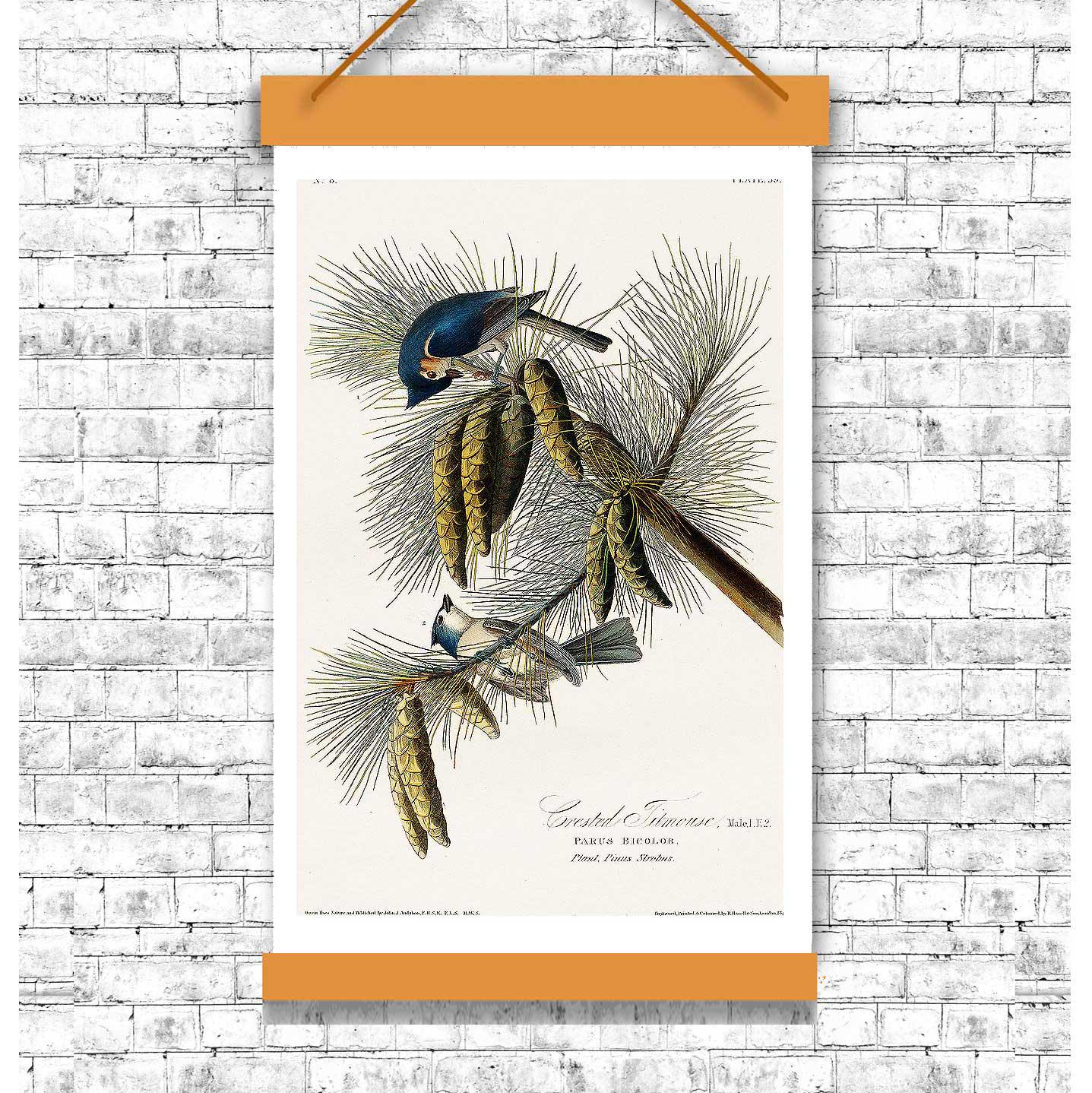 Crested Titmouse by John J. Audubon