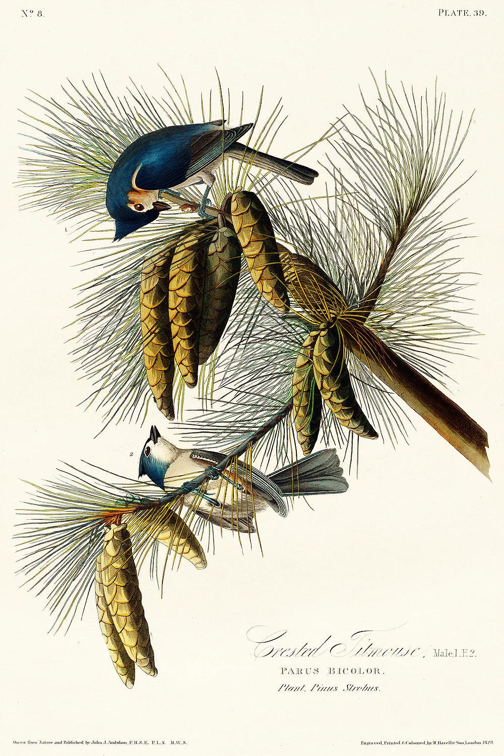 Crested Titmouse by John J. Audubon