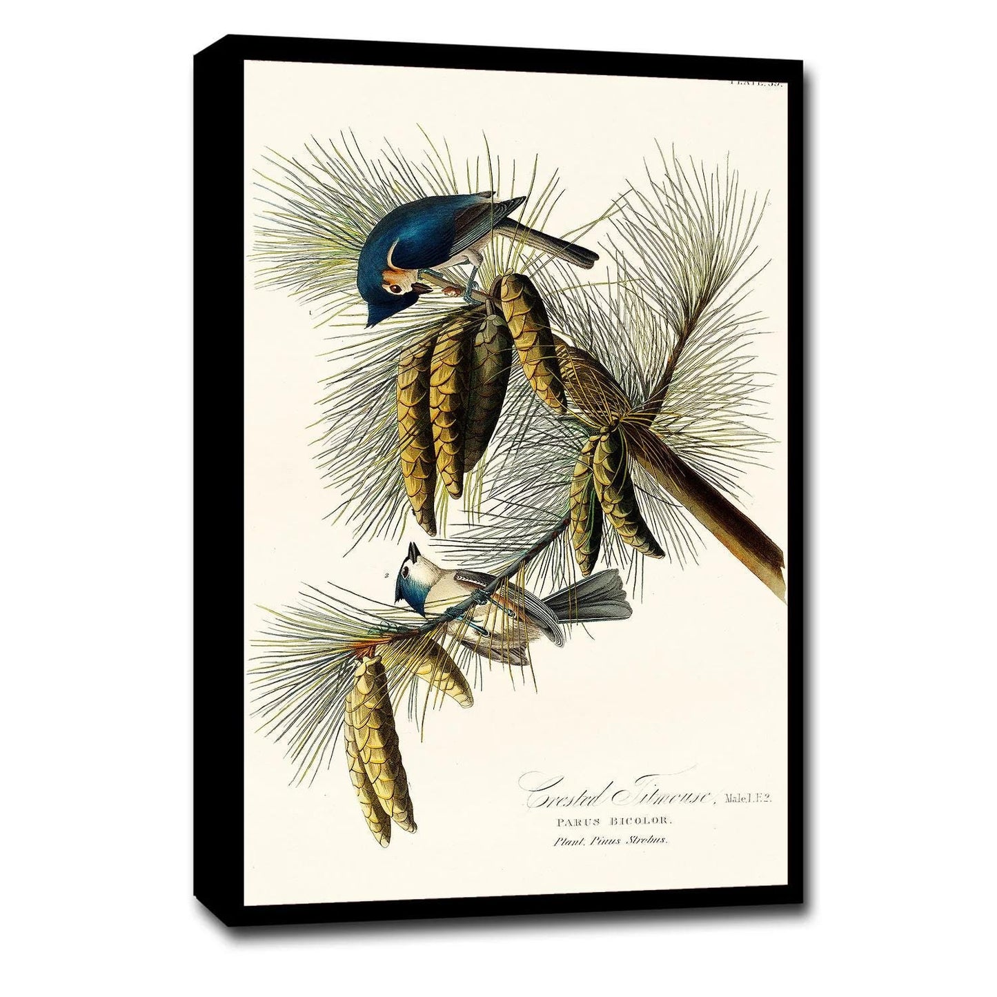 Crested Titmouse by John J. Audubon
