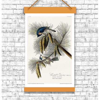 Crested Titmouse by John J. Audubon