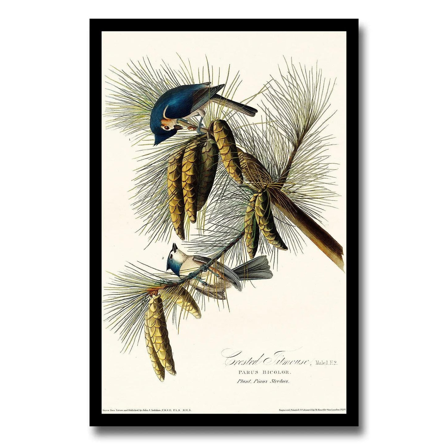 Crested Titmouse by John J. Audubon