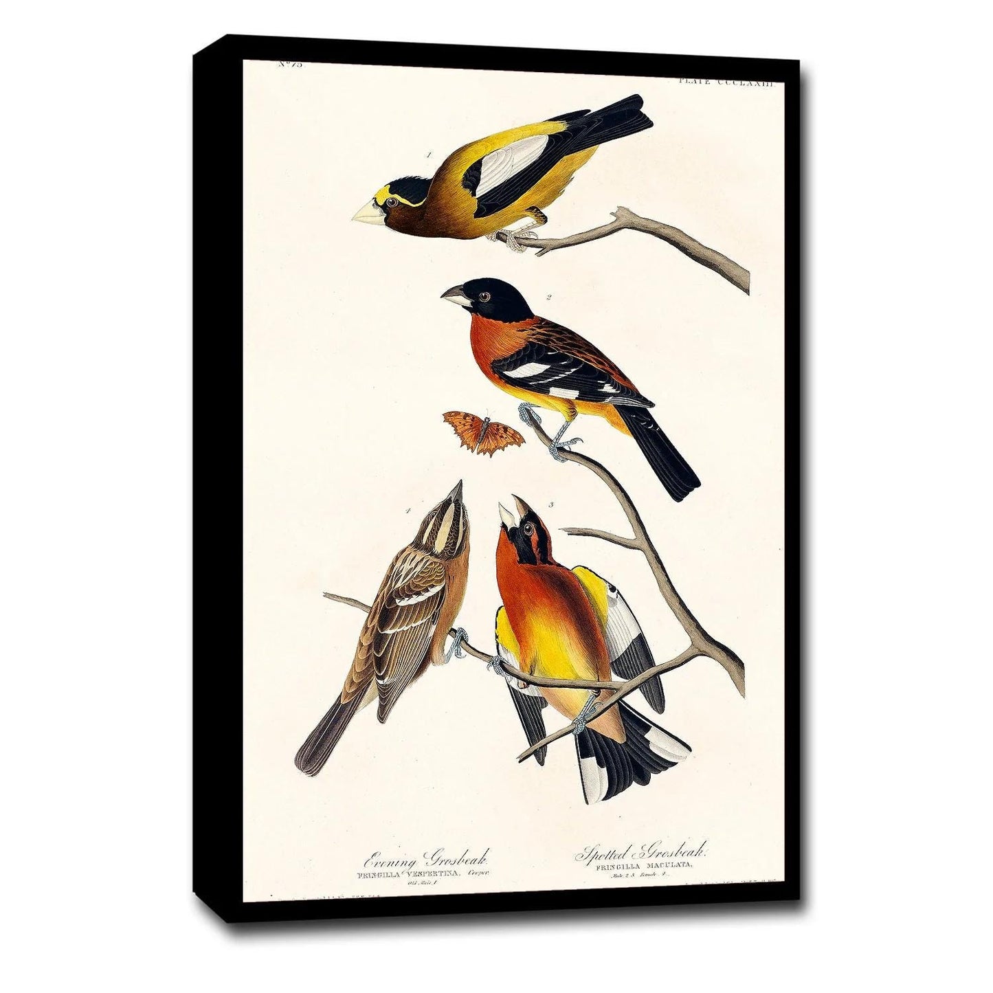 Evening Grosbeak and Spotted Grosbeak by John J. Audubon
