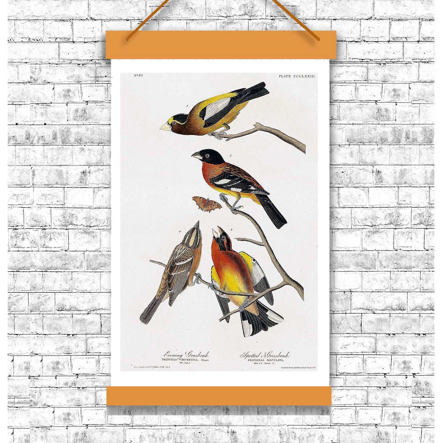 Evening Grosbeak and Spotted Grosbeak by John J. Audubon