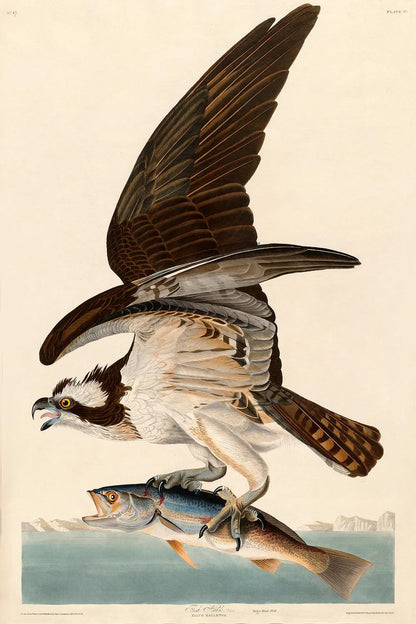 Fish Hawk, or Osprey by John J. Audubon