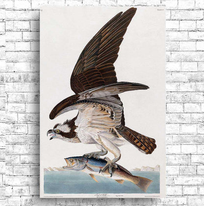 Fish Hawk, or Osprey by John J. Audubon