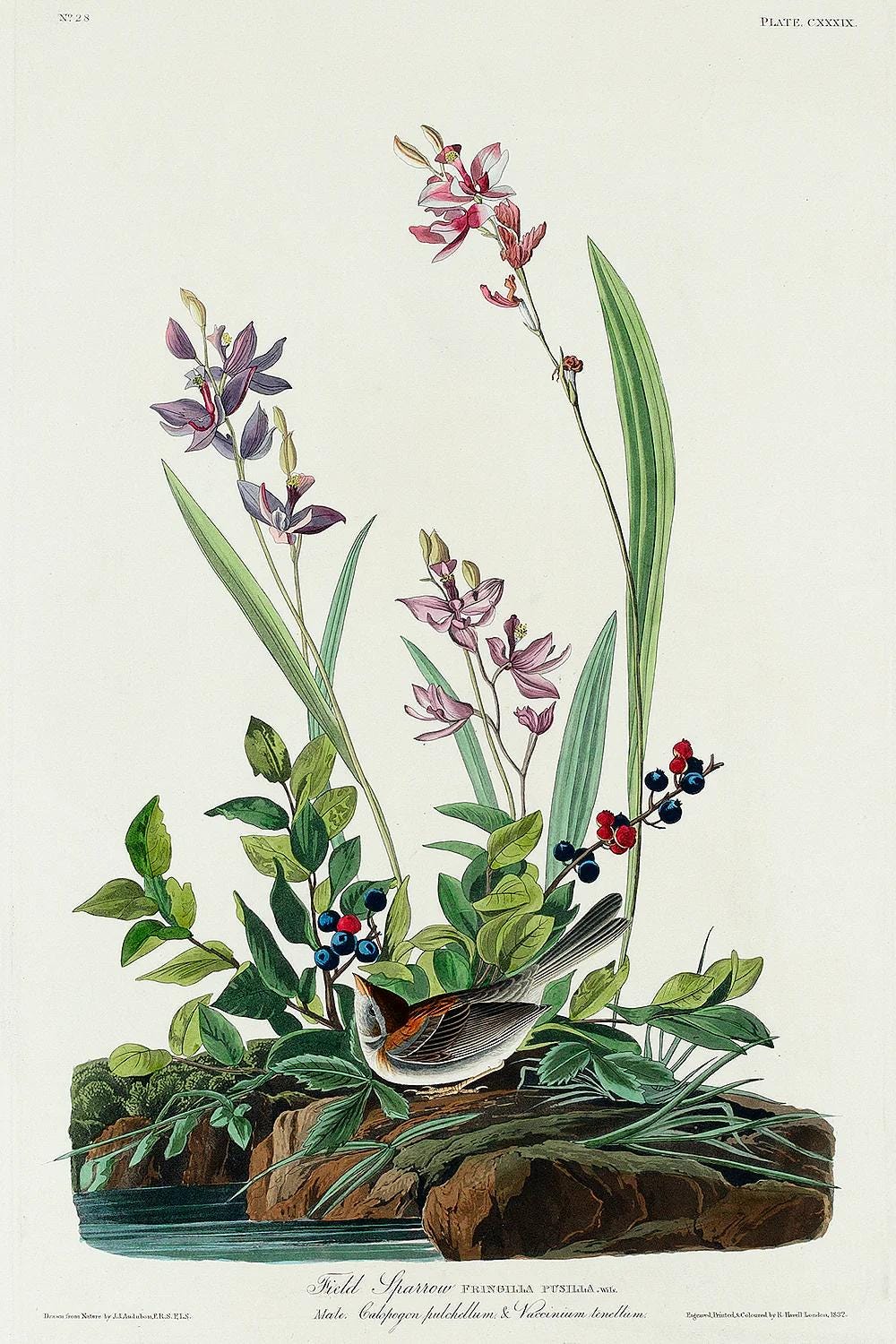Field Sparrow by John J. Audubon