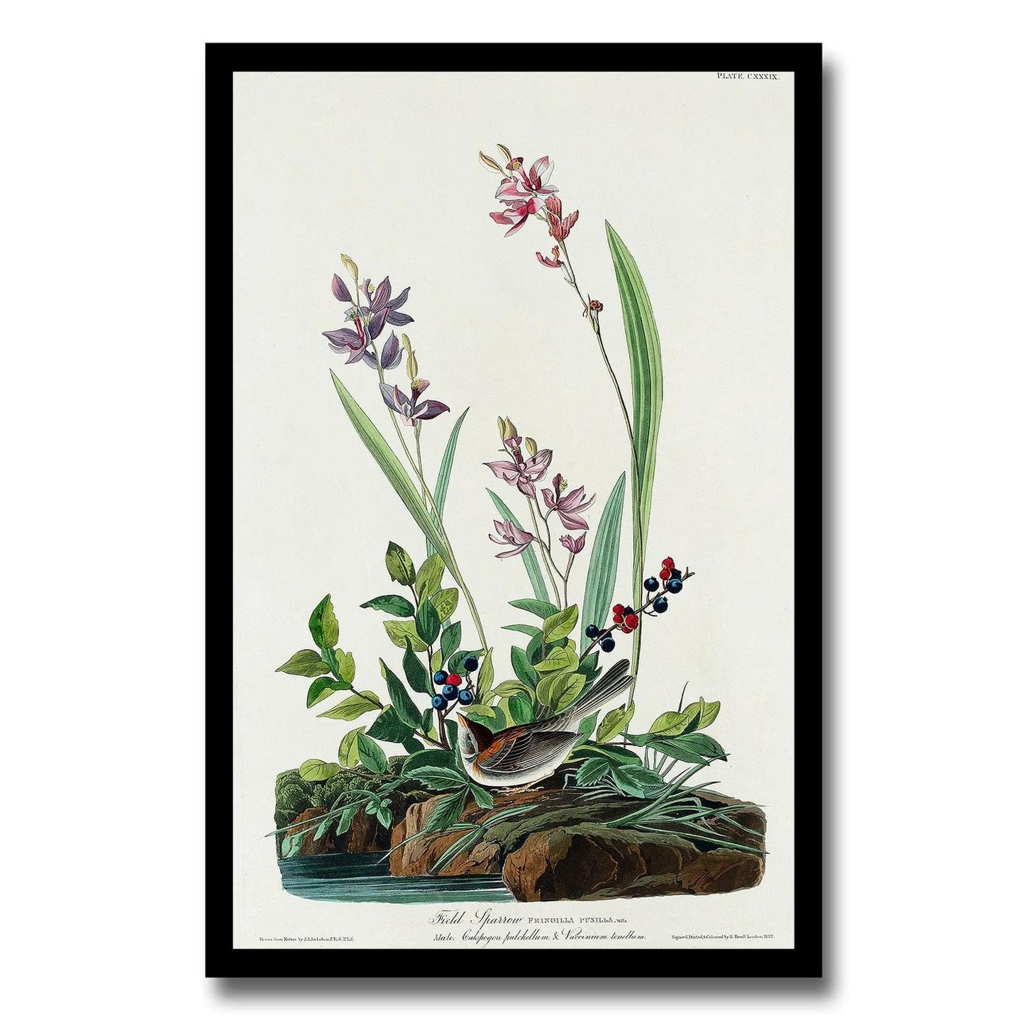 Field Sparrow by John J. Audubon
