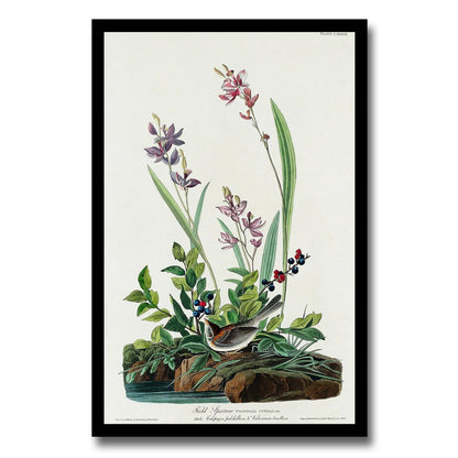Field Sparrow by John J. Audubon