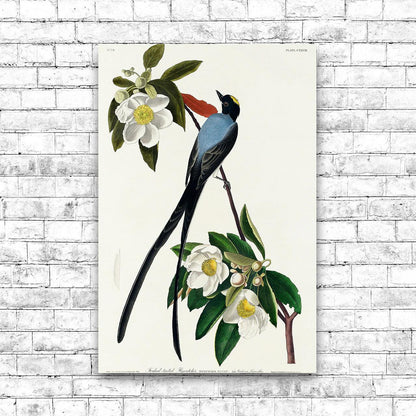 Fork-tailed Flycatcher by John J. Audubon