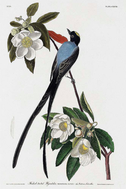 Fork-tailed Flycatcher by John J. Audubon