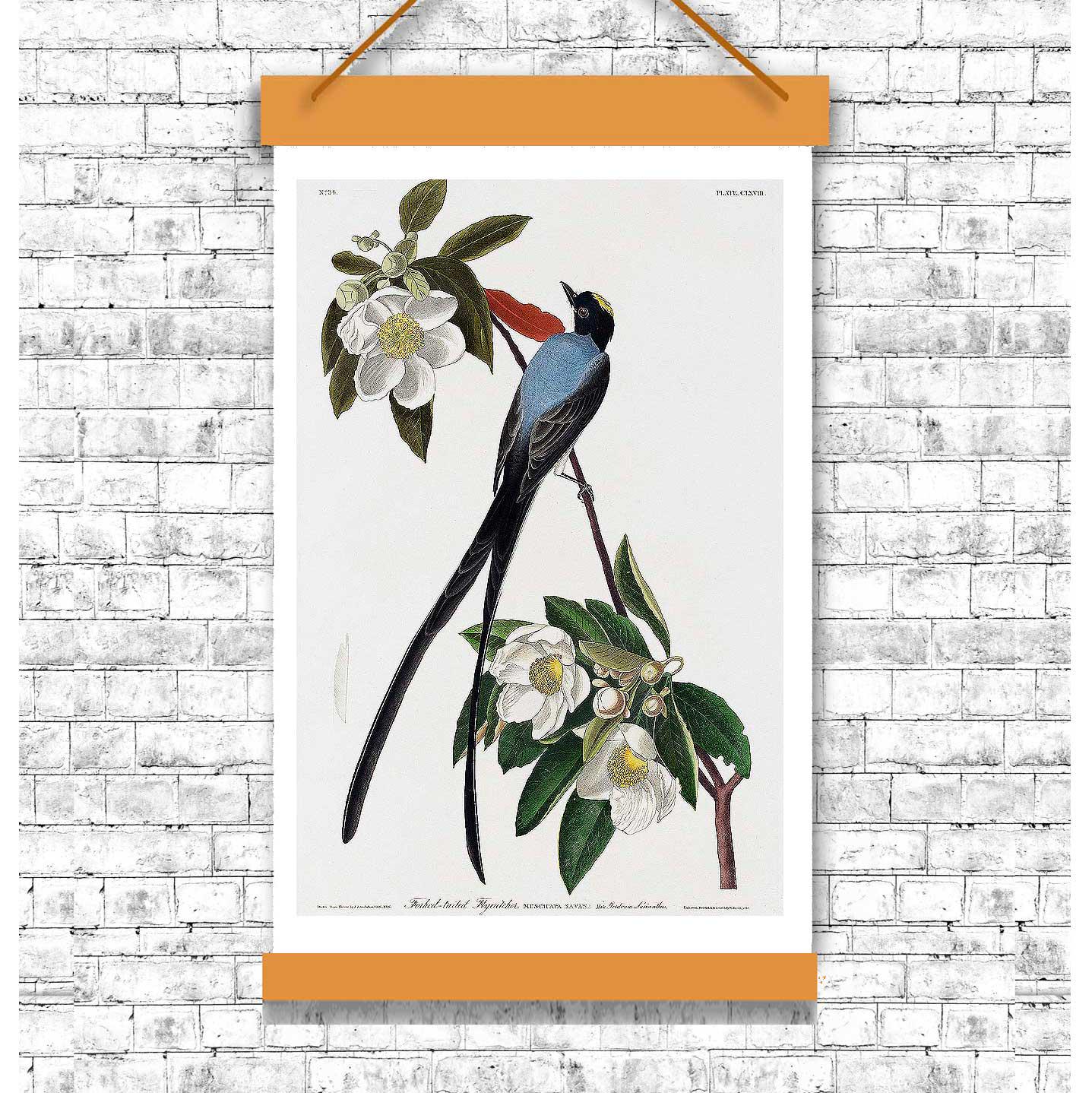 Fork-tailed Flycatcher by John J. Audubon