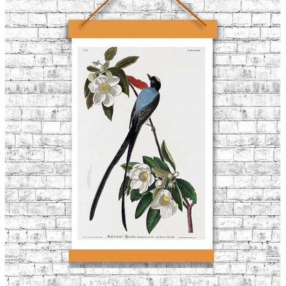 Fork-tailed Flycatcher by John J. Audubon