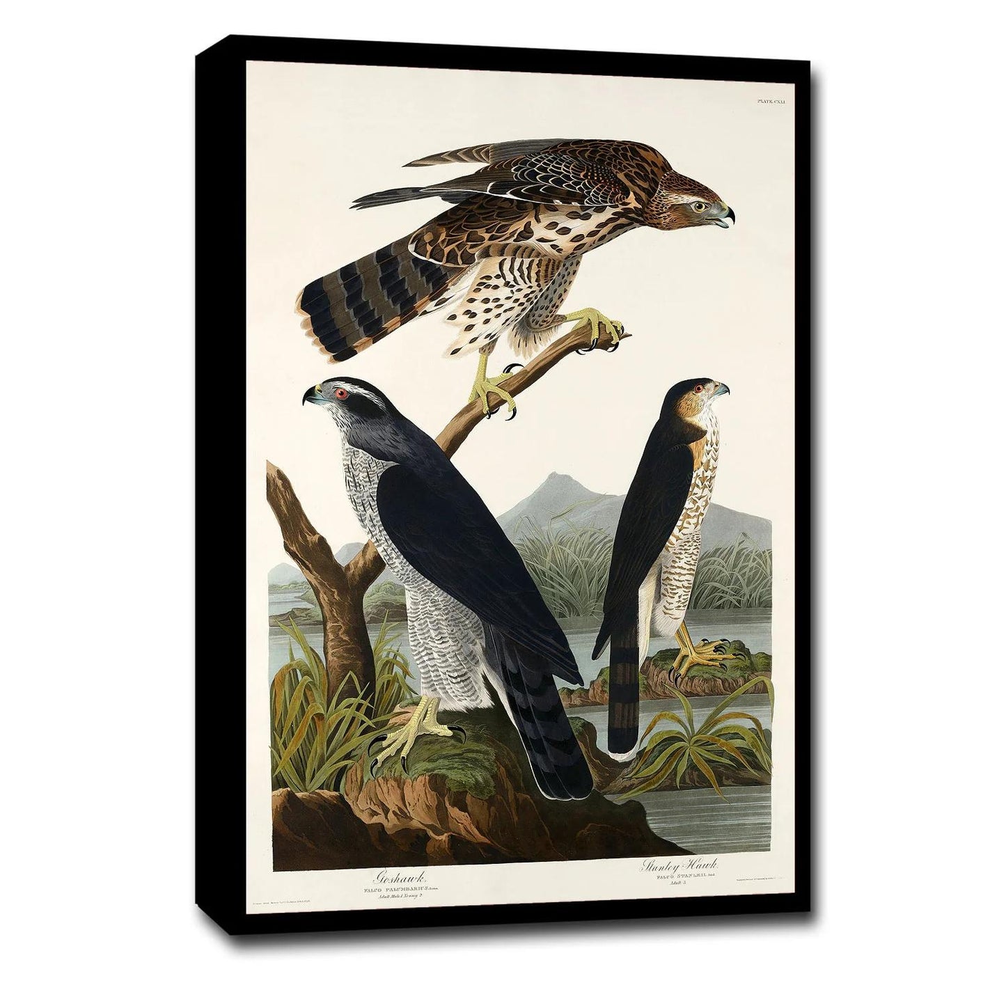 Goshawk and Stanley Hawk by John J. Audubon