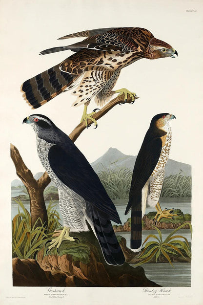 Goshawk and Stanley Hawk by John J. Audubon