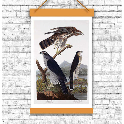 Goshawk and Stanley Hawk by John J. Audubon