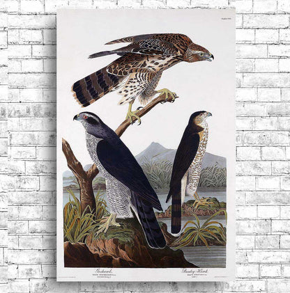 Goshawk and Stanley Hawk by John J. Audubon