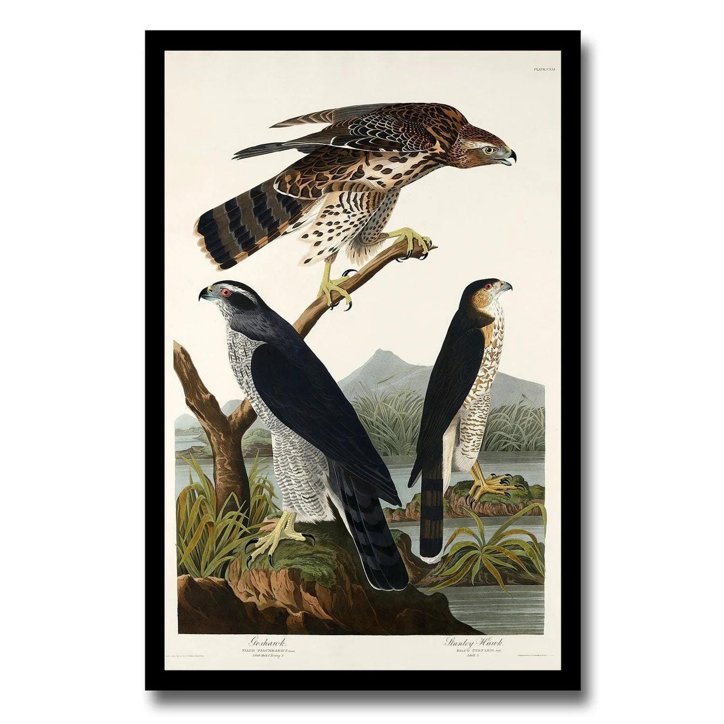 Goshawk and Stanley Hawk by John J. Audubon