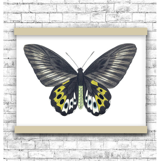 Green birdwing by George Shaw (1751-1813) | Hanging Canvas Art | Choice of Board Colors