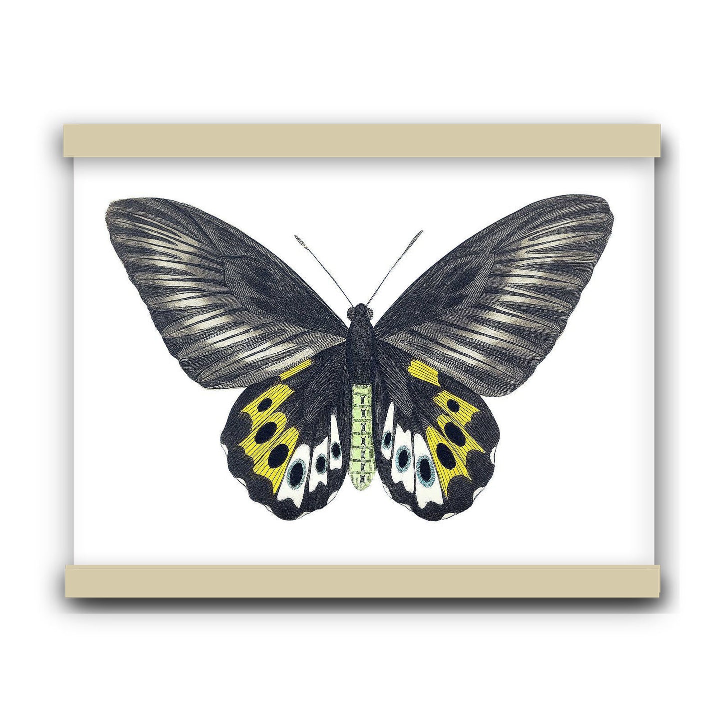 Green birdwing by George Shaw (1751-1813) | Hanging Canvas Art | Choice of Board Colors