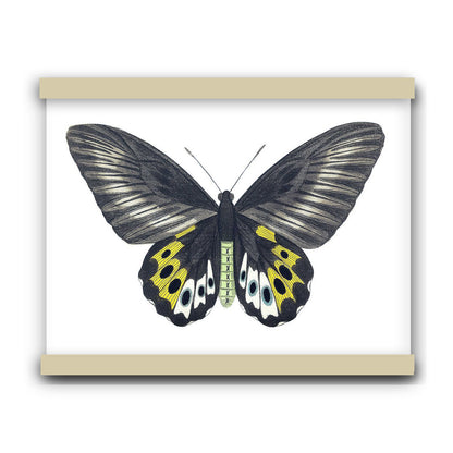 Green birdwing by George Shaw (1751-1813) | Hanging Canvas Art | Choice of Board Colors