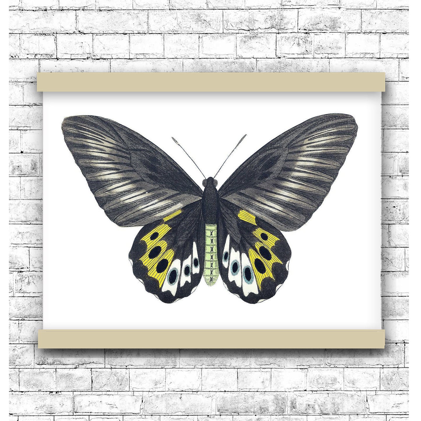 Green birdwing by George Shaw (1751-1813) | Hanging Canvas Art | Choice of Board Colors