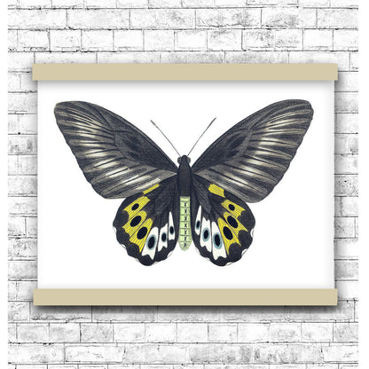 Green birdwing by George Shaw (1751-1813) | Hanging Canvas Art | Choice of Board Colors