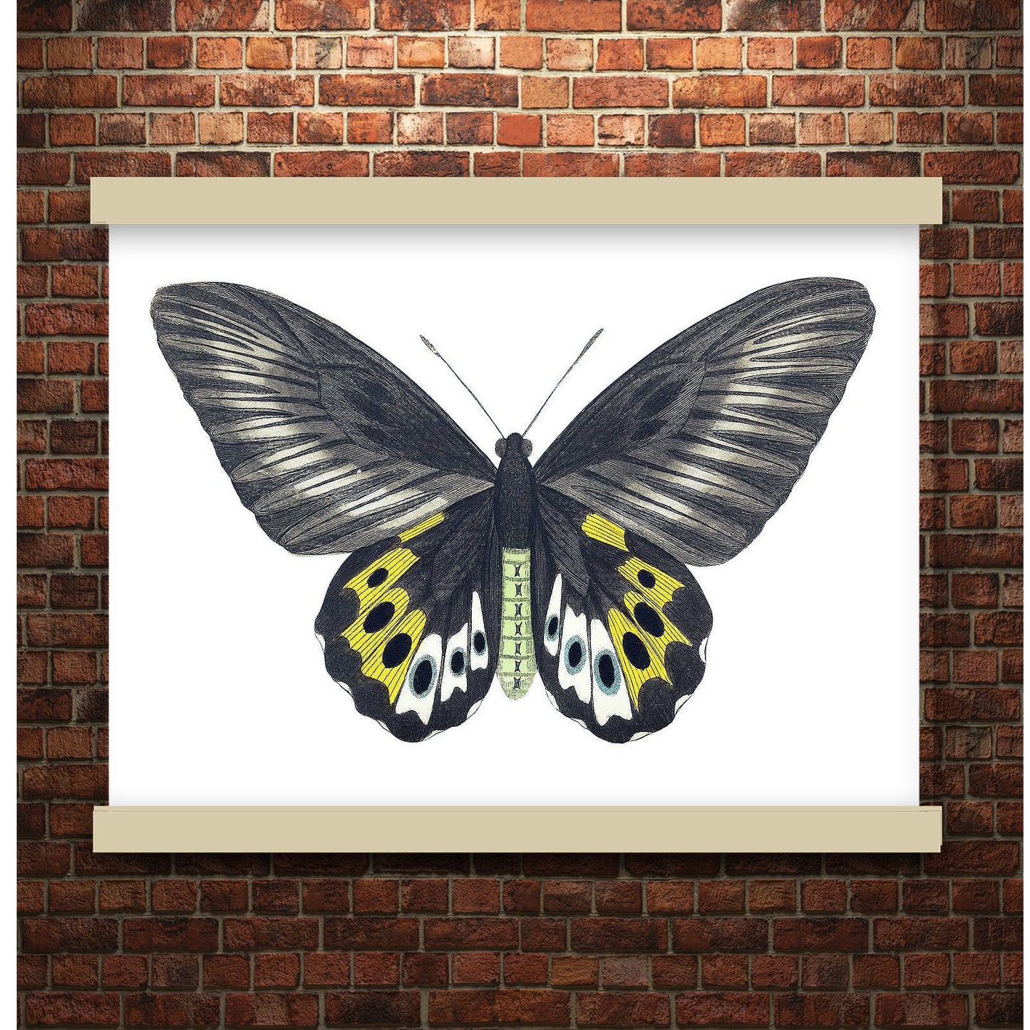 Green birdwing by George Shaw (1751-1813) | Hanging Canvas Art | Choice of Board Colors