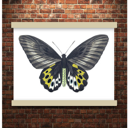 Green birdwing by George Shaw (1751-1813) | Hanging Canvas Art | Choice of Board Colors