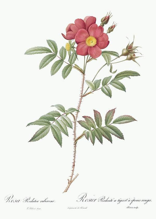 Red-Leaved Rose by Pierre-Joseph Redouté (1817-24)