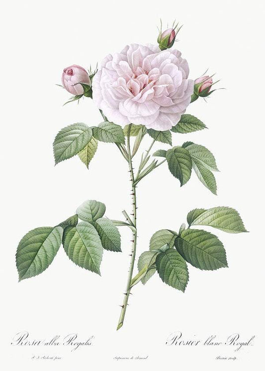 Royal White Rose by Pierre-Joseph Redouté (1817-24)