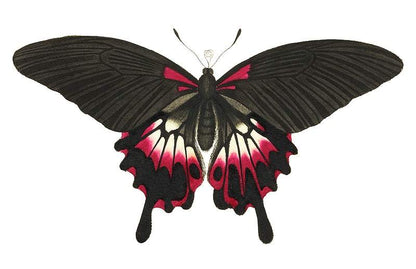 A detailed illustration of a butterfly with black, red, and pink wings.