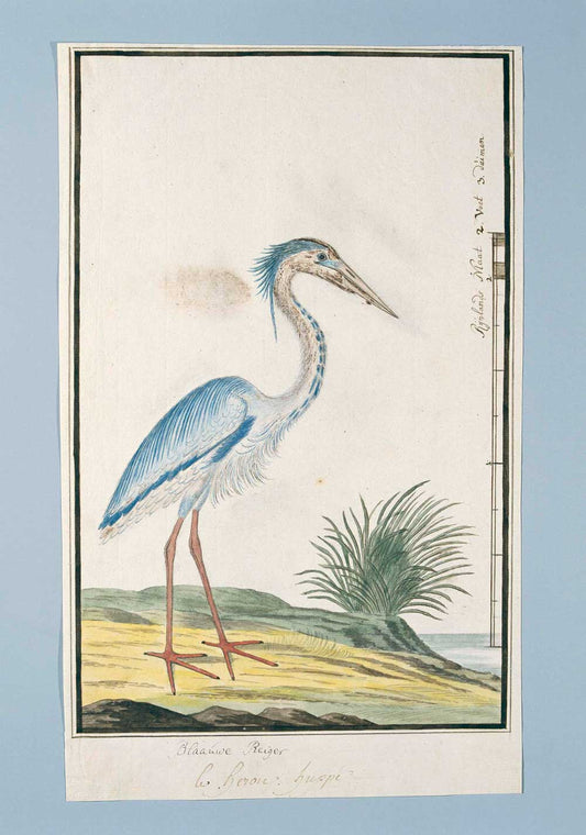 Ardea cinerea by Robert Jacob Gordon 1777