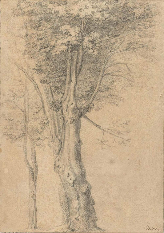 Study of Tree by Henri de Toulouse-Lautrec 1892