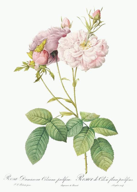 Celsiana, Damask Rose by Pierre-Joseph Redouté (1817-24)