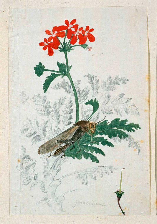 Geranium by Ralph Earl 1777