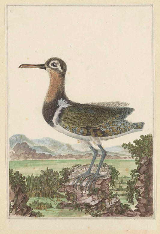 Goudsnip by Robert Jacob Gordon 1777