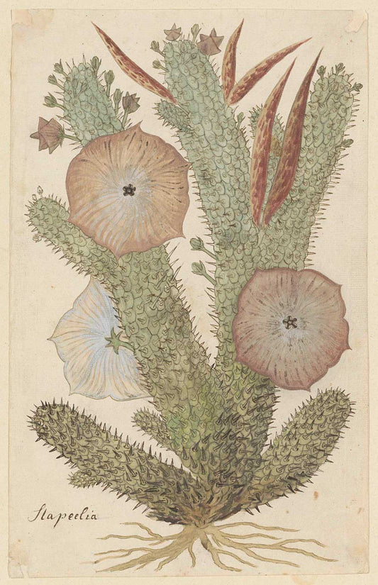 Hoodia gordonii by Robert Jacob Gordon 1777