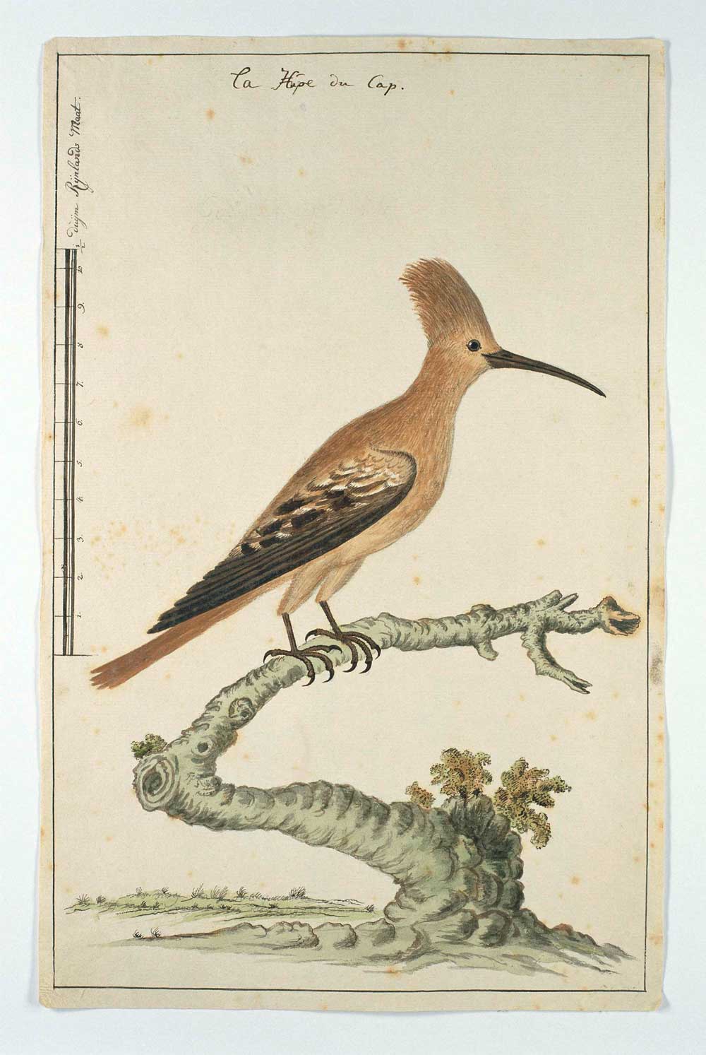 Hop (Upapa africana) by Robert Jacob Gordon 1777