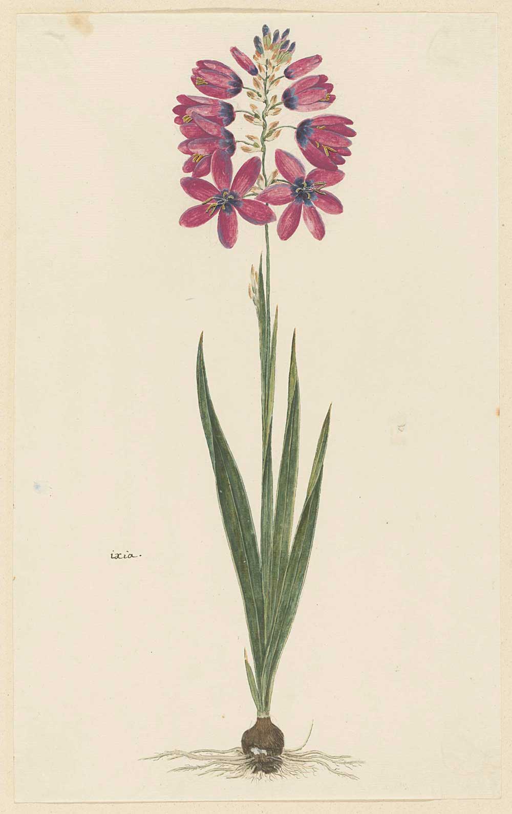 Ixia by Robert Jacob Gordon 1777