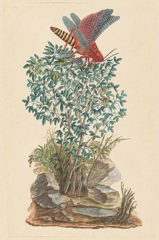 Koppie foam grasshopper by Robert Jacob Gordon 1777