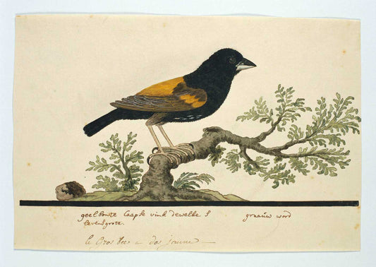 Euplectes capensis by Robert Jacob Gordon 1777