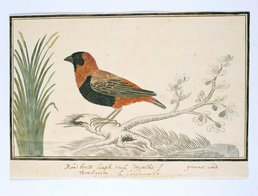 Euplectes orix by Robert Jacob Gordon 1778