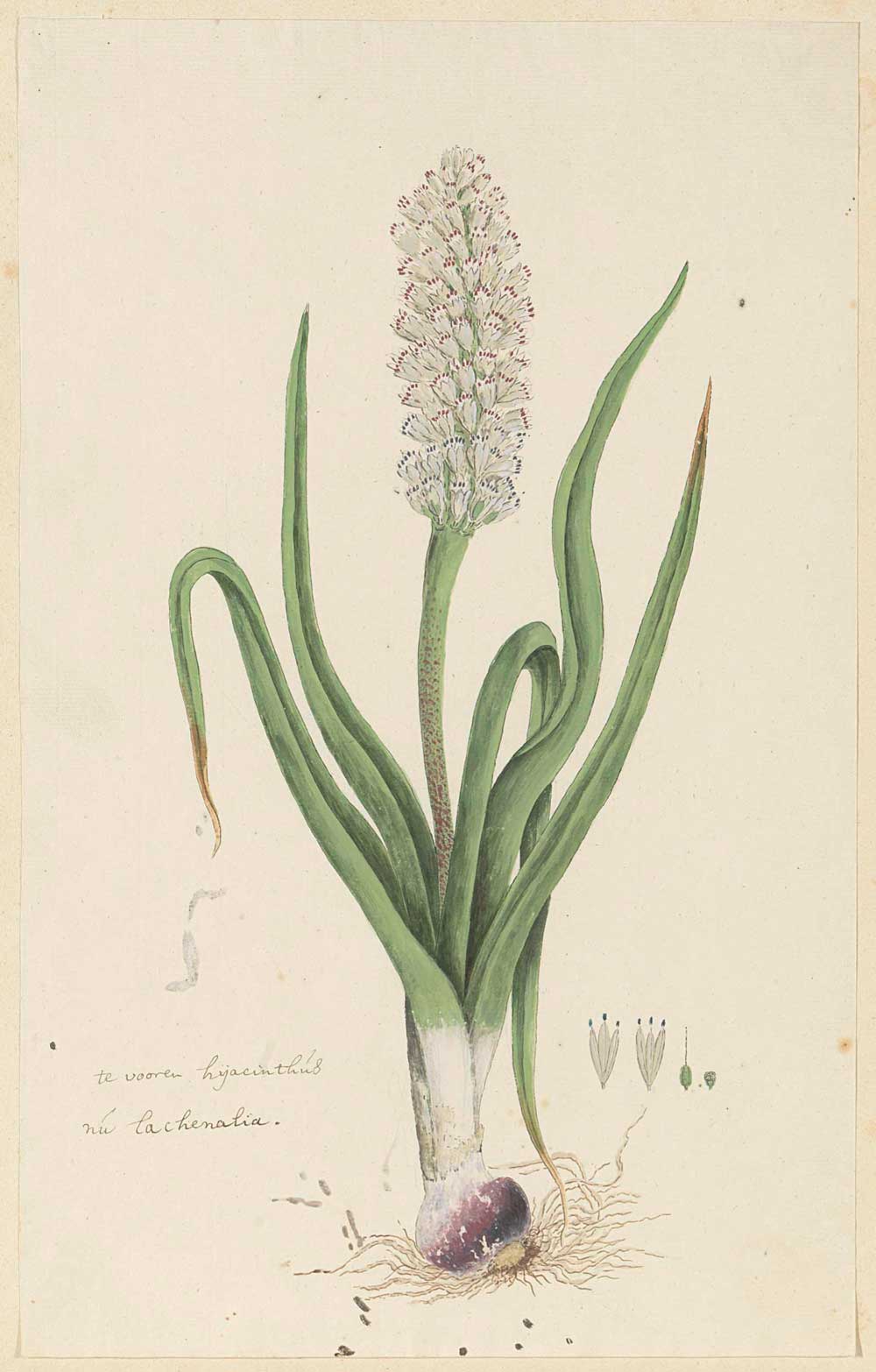 Lachenalia by Robert Jacob Gordon 1777