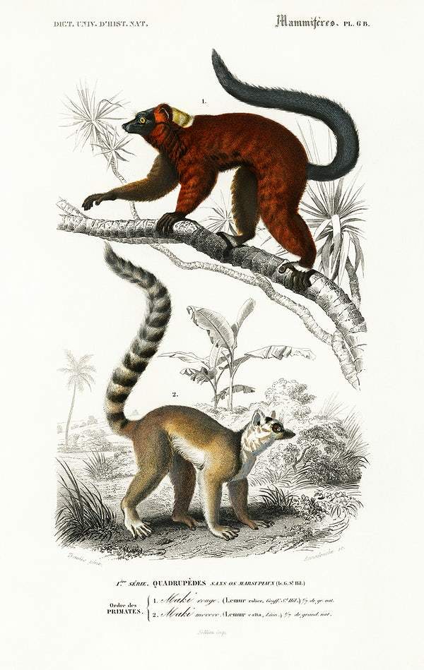 Lemur illustrated by Charles Dessalines D' Orbigny