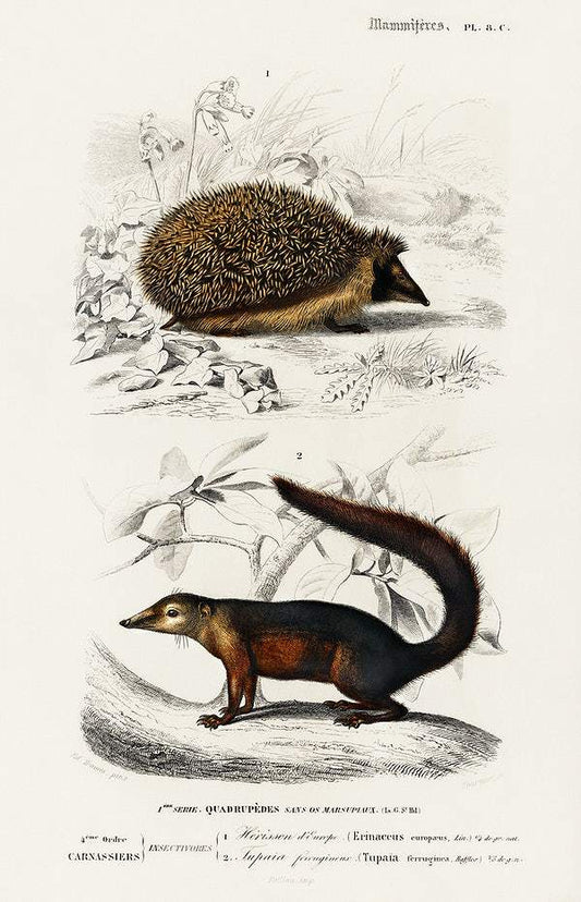 European Hedgehog (Erinaceus Europaeus) and Common Treeshrew by Charles Dessalines D' Orbigny