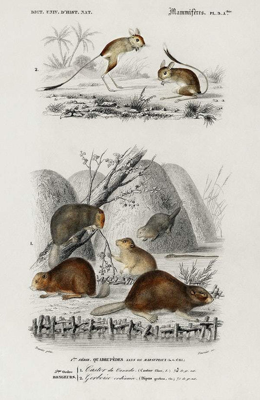 Beaver (Castor) and Jerboa by Charles Dessalines D' Orbigny