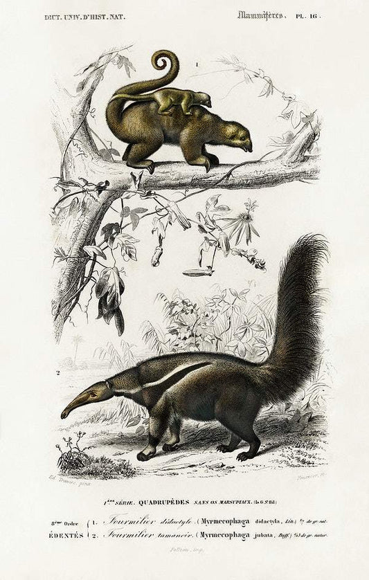 Pygmy anteater (Cyclopes didactylus) and Giant anteater