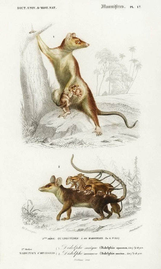 Opossum (Didelphis) illustrated by Charles Dessalines D' Orbigny